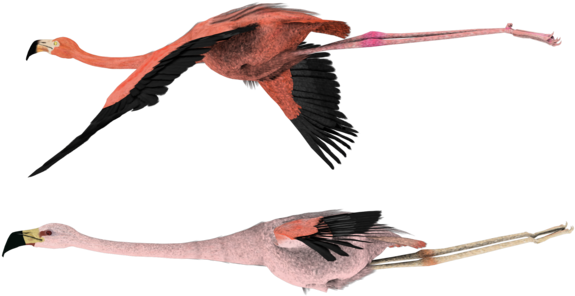 Flying Pink Flamingo Birds By Madetobeunique - Flamingo Bird Png (600x480)