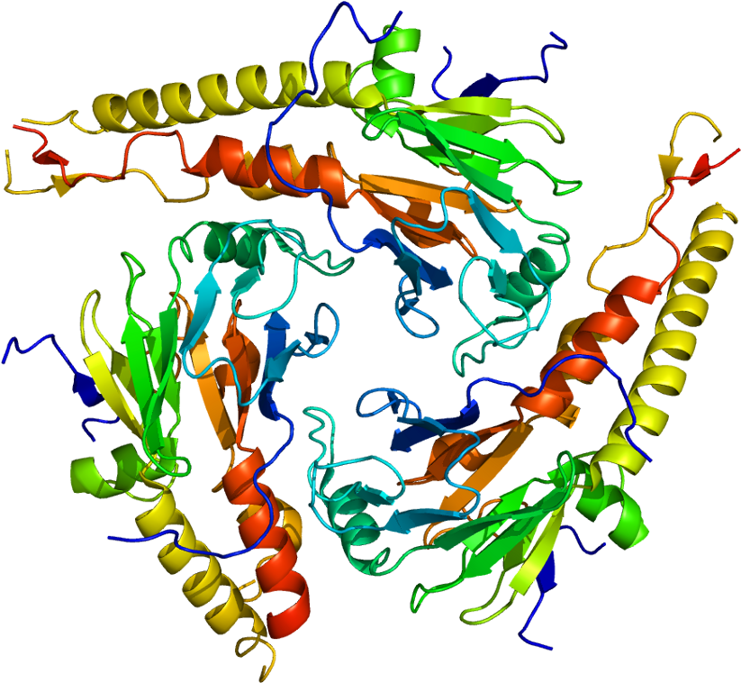 Mothers Against Decapentaplegic Homolog 4 (872x807)