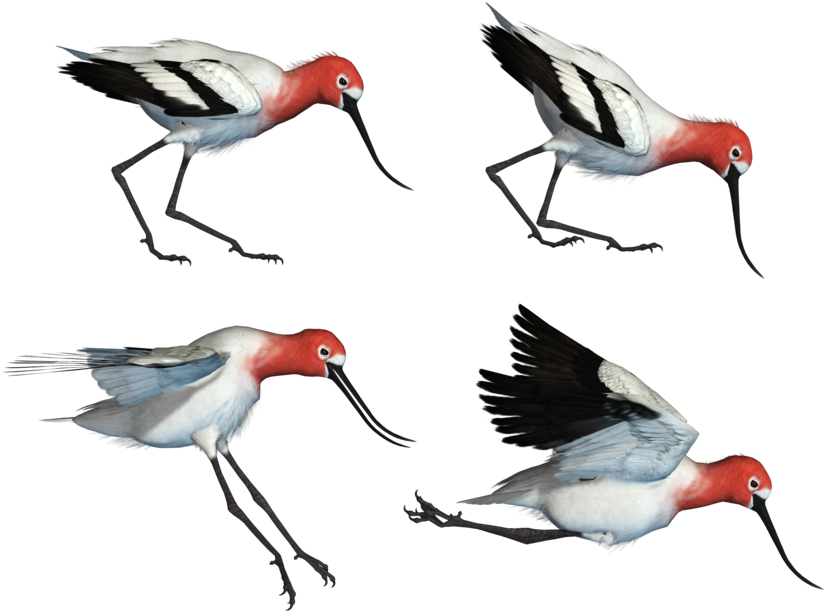 Wading Bird 01 Png Stock By Roy3d - Wader (1024x724)