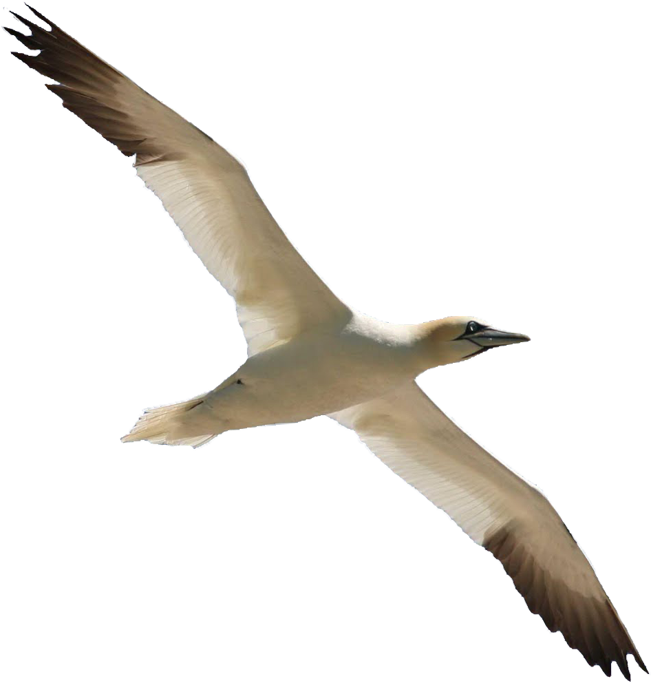 Bird Flight 3 By Queenphotoshop Bird Flight 3 By Queenphotoshop - Bird (1002x1044)