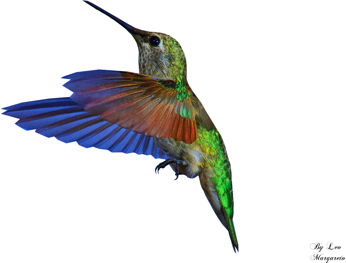 The - Hummingbird Gif Png (1400x960)