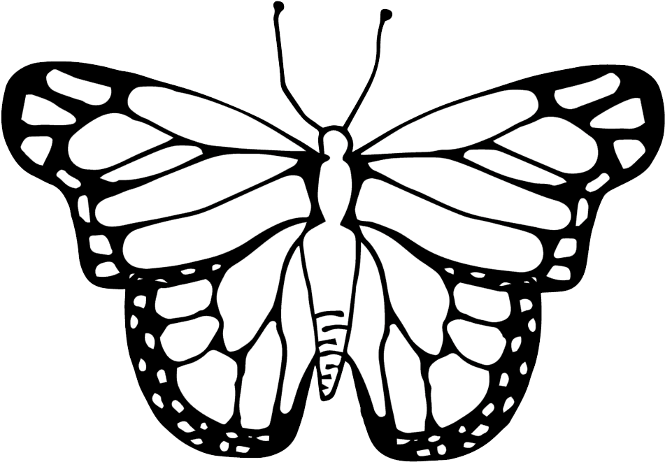 Life Cycle Of A Butterfly Clipart Black And White - Clipart Butterfly Cycle Black And White (1000x1000)