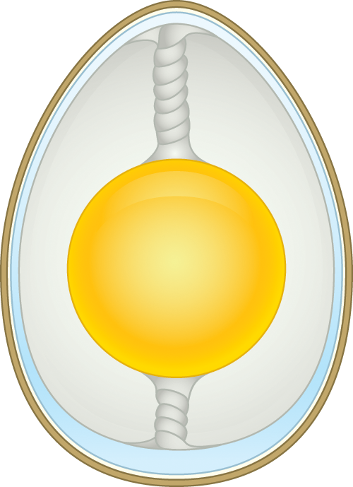 Anatomy Of An Egg - Circle (500x689)