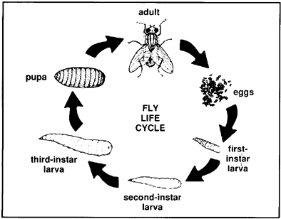 Life Cycle Of A Fly Drawing - Life Cycle Of A Fly - (400x314) Png ...