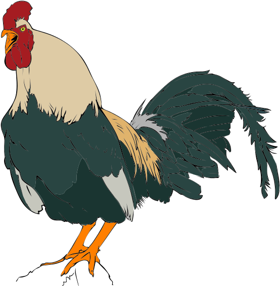 Rooster Clipart - Rooster Clip Art (578x600)