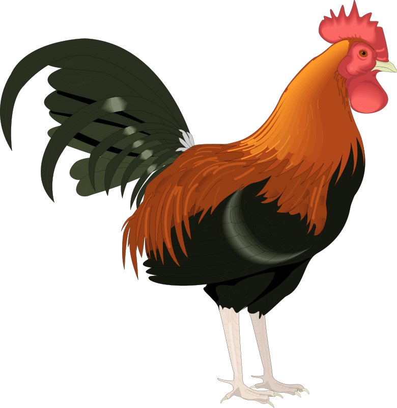 Rouster Walking Clip Art At Clker - Rooster Clipart (780x800)