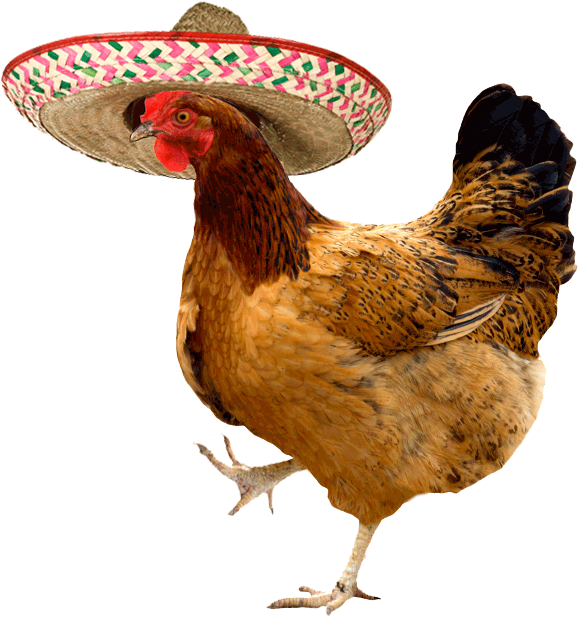 Chicken Gif Stickers - Chicken Gif Stickers (724x663)
