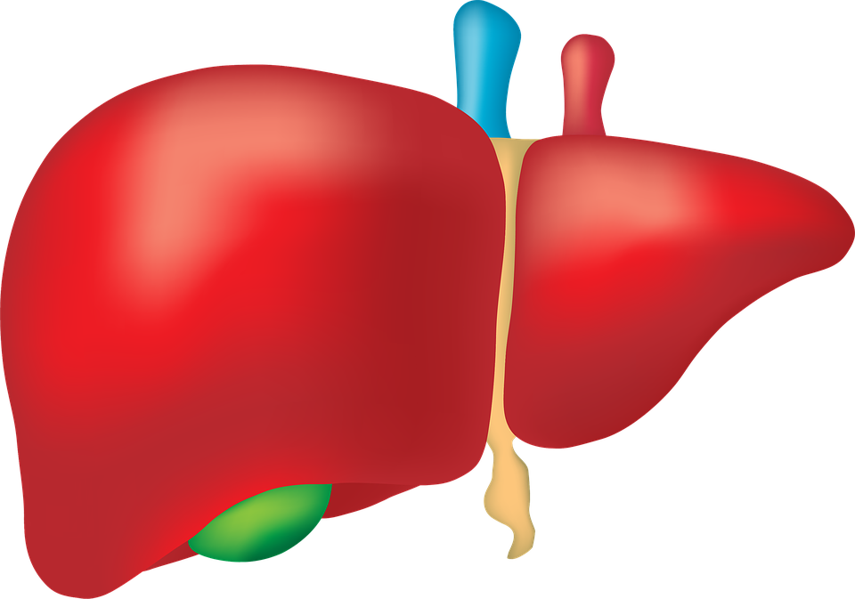 When We Assess A Patient With Viral Hepatitis We Look - Liver Png (960x673)