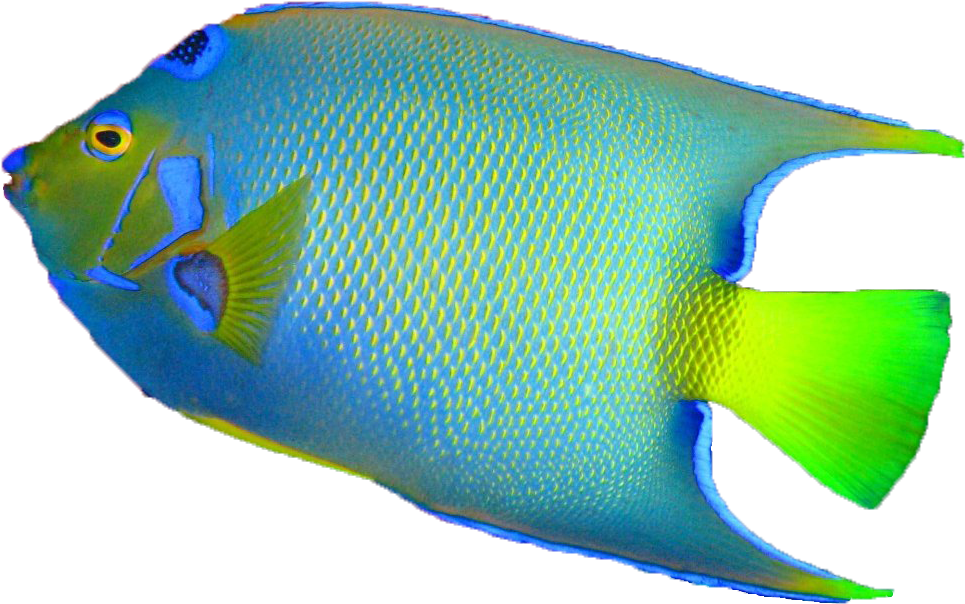 Transparent Background Fish Www Imgkid Com The Image - Colorful Fish Transparent Background (1280x853)