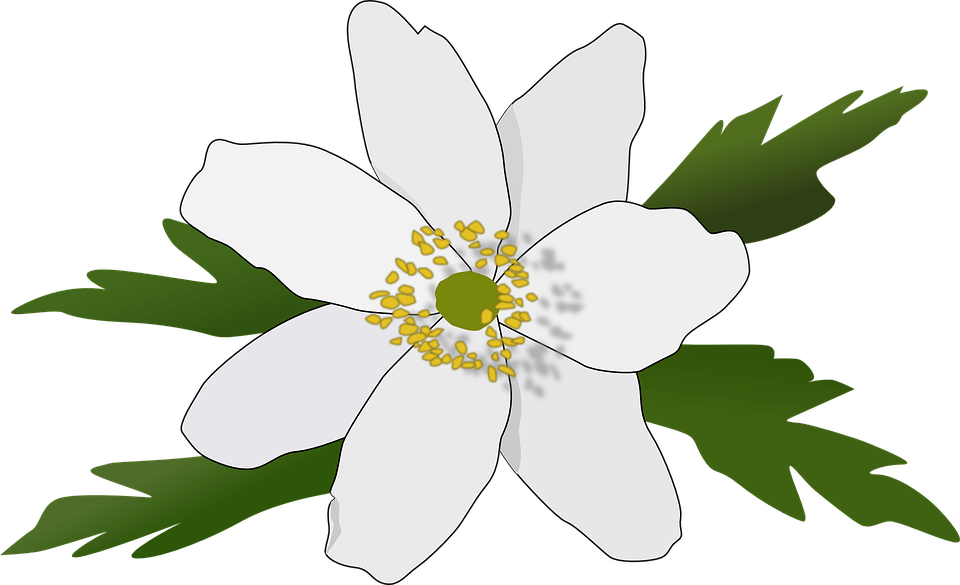 Free Anemone Nemorosa - Anemoner Clipart (1221x750)