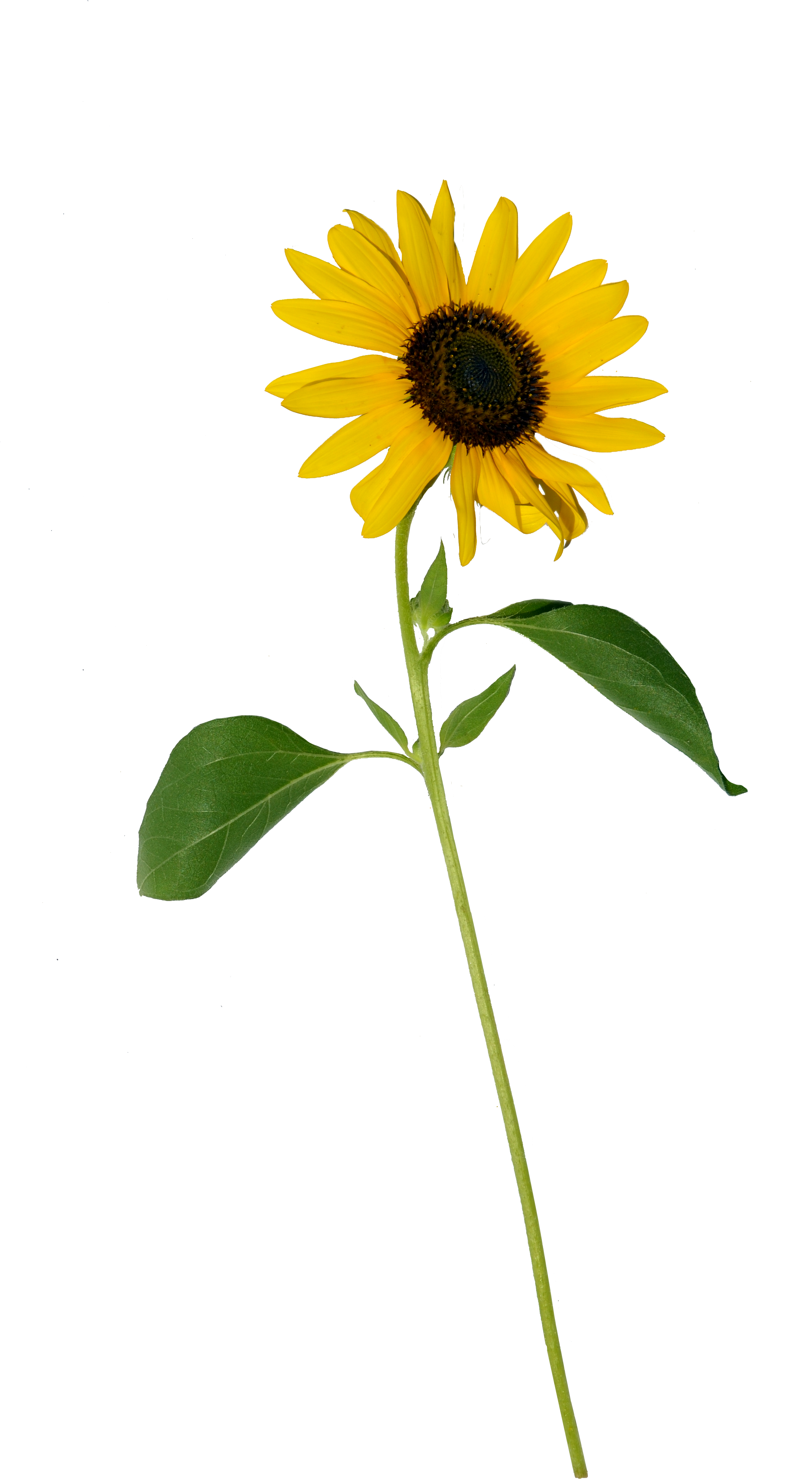 Sunflower Single Png - Single Sunflower Flower Png (3264x4928)
