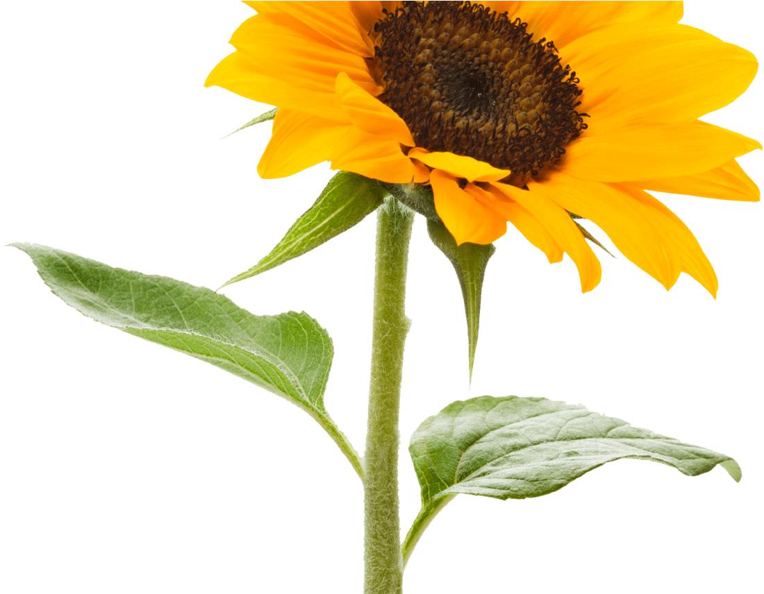 Download Sunflower Transparent Background Hq Png Image - Sunflower With No Background (1368x855)
