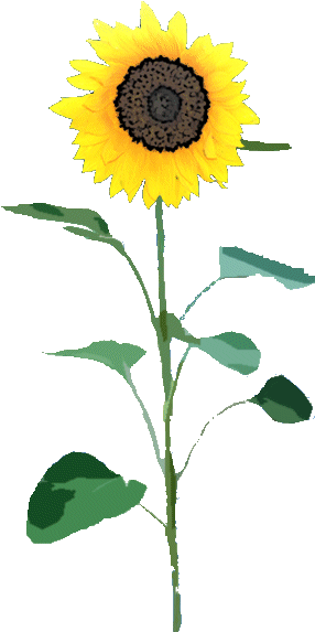 Sunflower Png - Sunflower Transparent Png (297x600)