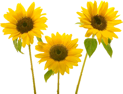 Sunflower Birthday Animated Wallpaper Background - ดอก ทานตะวัน น่า รัก (640x480)