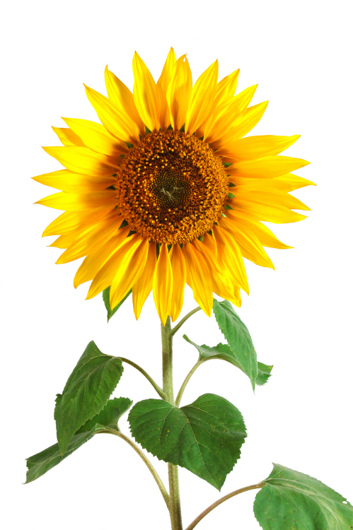 Sunflower Png Tumblr Download Sunflower Png Tumblr - Sunflower With Stem And Leaves (499x750)