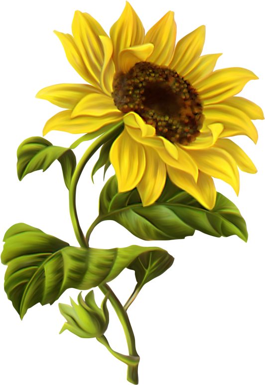 Vintage Sunflower Vector No Background Download - Sunflower Drawing (559x800)