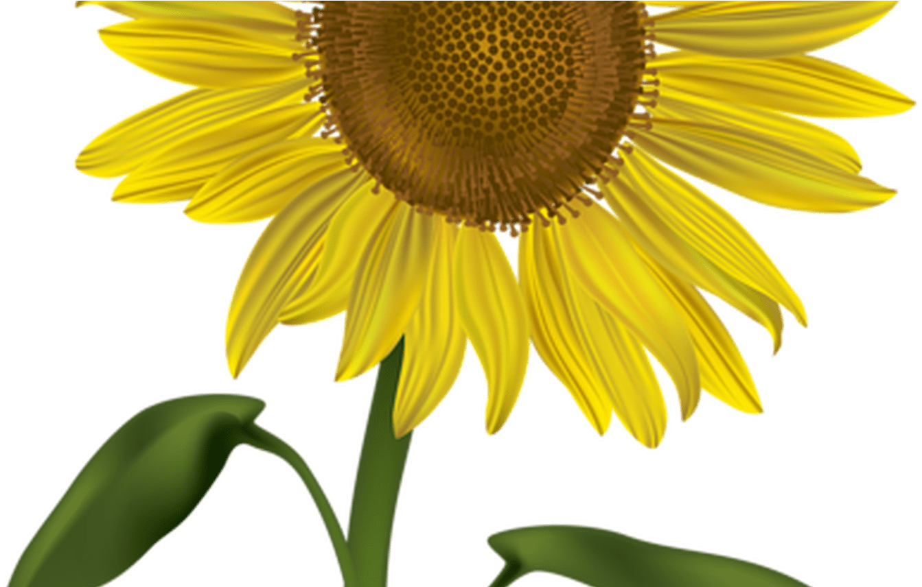 Sunflower Transparent Png Clip Art Image Gallery - Clip Art (1368x855)