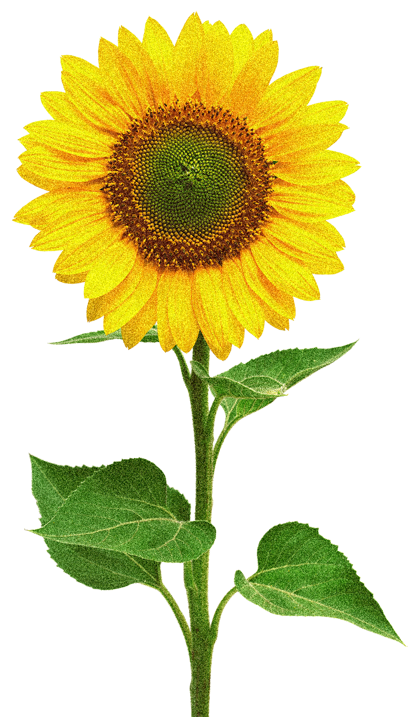Giffgaff Labs Sunflower Sketch Png - Sunflower Stock (853x1463)