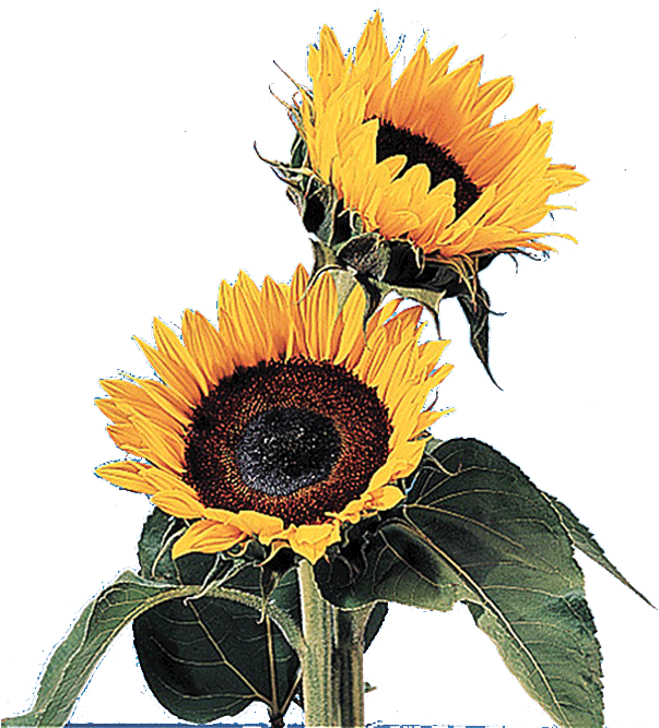 Sun Flower Gif Transparent (619x704)