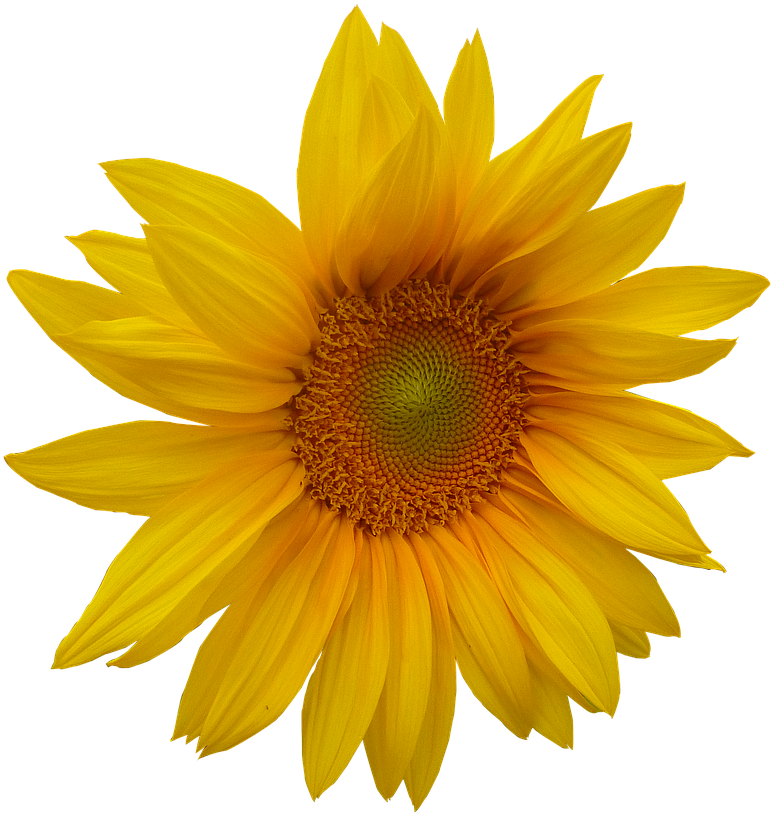 Sunflower Flower Flower Head Png Image - Sunflower Logos (960x1280)