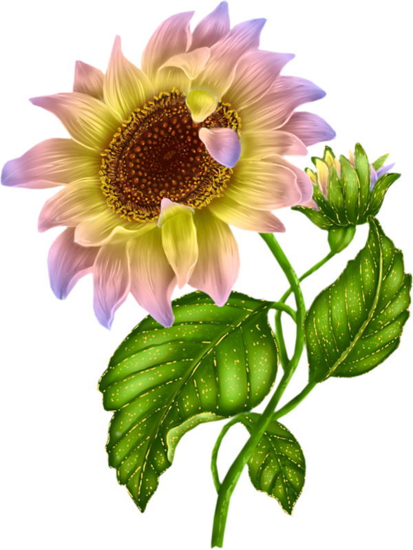 New Sunflower Clipart Black And White Hd Images - Tubes Sunflower Barnali Bagchi Transparent Png (600x799)