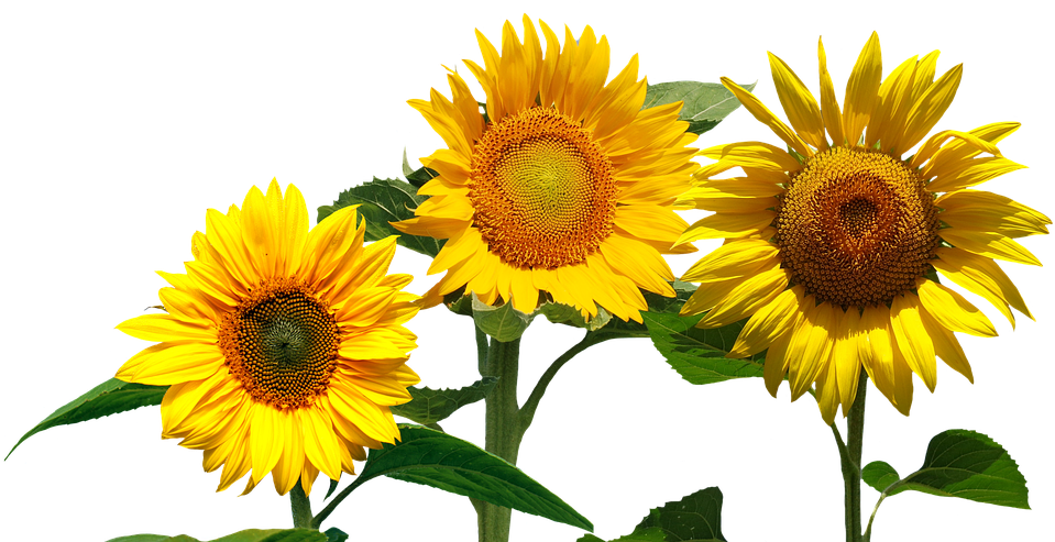 Sunflowers Png - Cafepress ! Samsung Galaxy S8 Case (960x642)