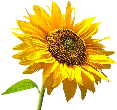 Inspirational Sunflower Transparent Background City - Sunflower With Yellow Center (400x370)