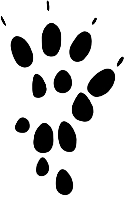 Long Tailed Field Mouse Paw Clipart - Clip Art (815x1063)