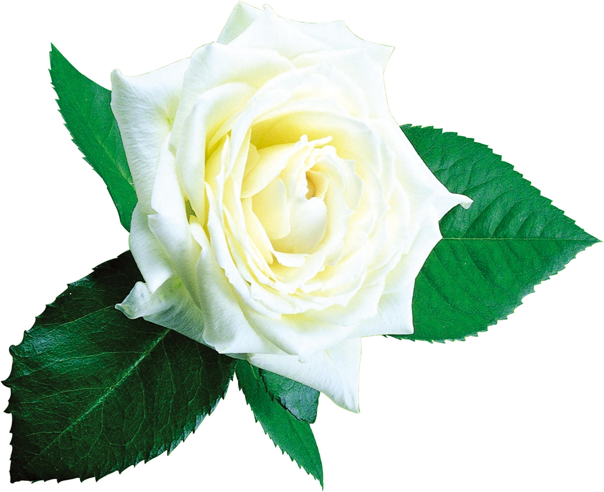 Beach Rose Garden Roses Flower Centifolia Roses - Rose (2362x2362)