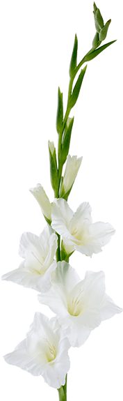 Gladiolus Flowerpng (559x580)