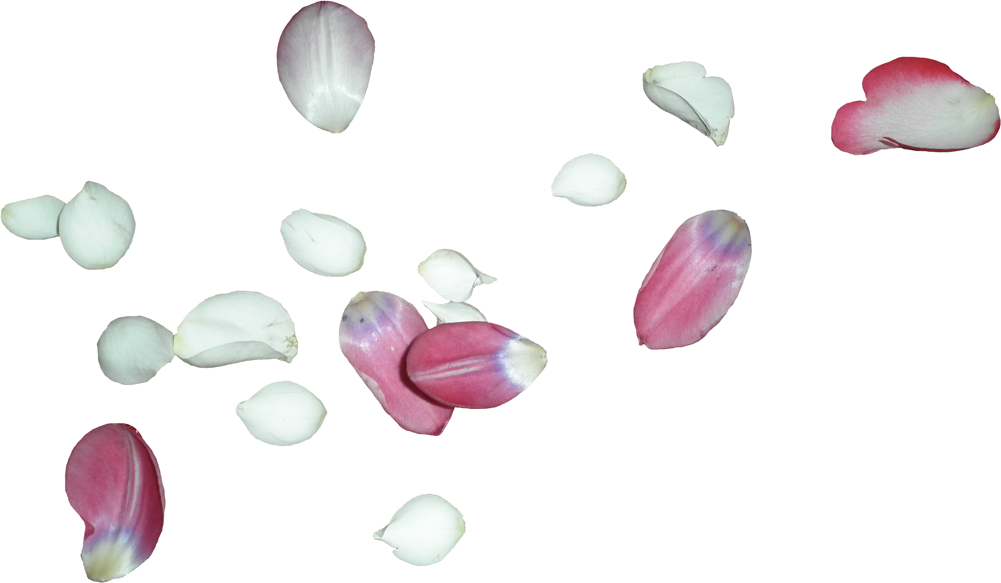 Transparent Flower White Petals (3413x2348)