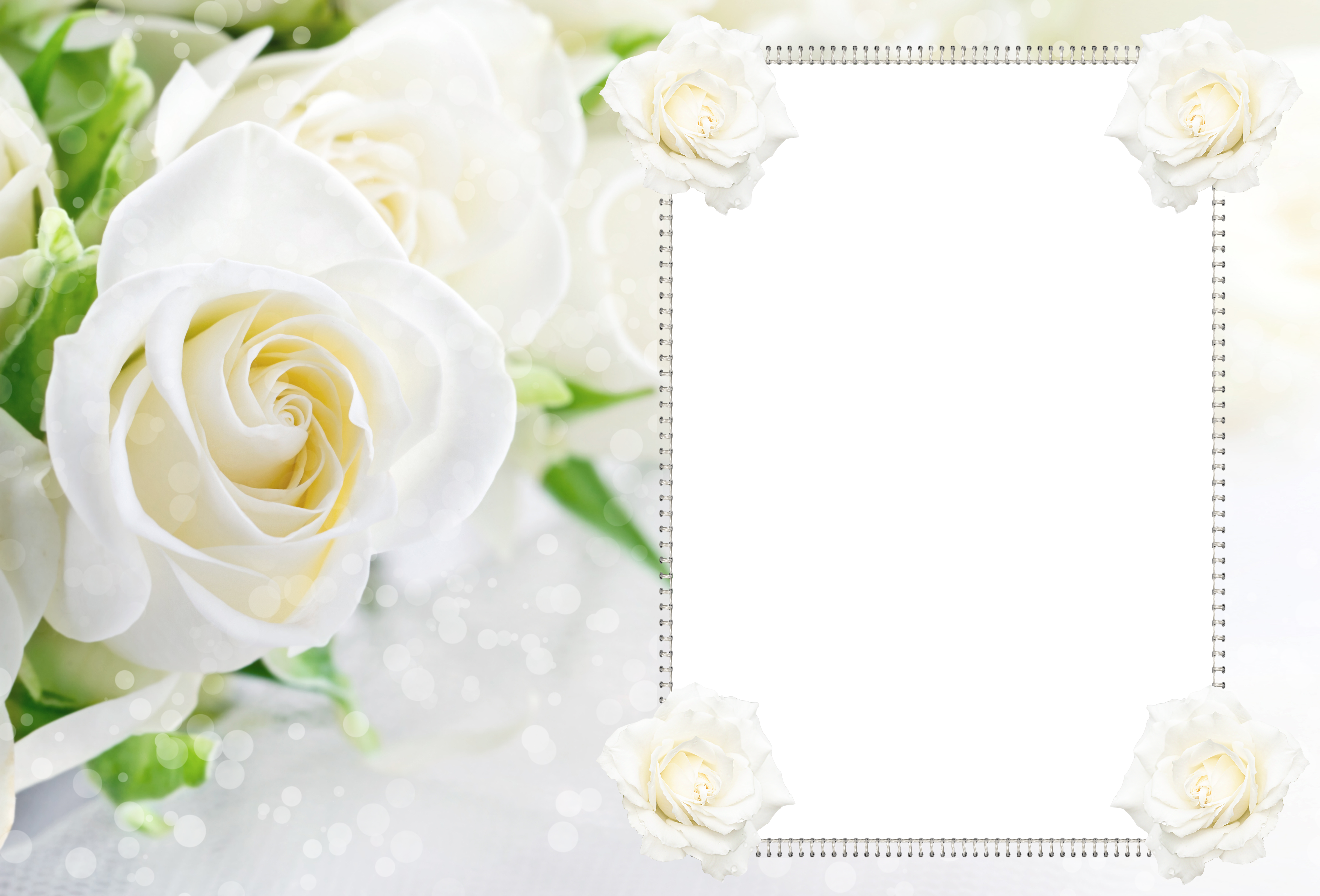 Transparent Soft White Roses Frame - Transparent Soft White Roses Frame (5474x3716)