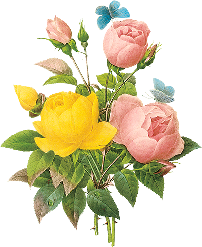 ,v2240720161754 ,part29,kablolar,kabel Png,kablo Png - Pierre Joseph Redoute Roses (400x490)