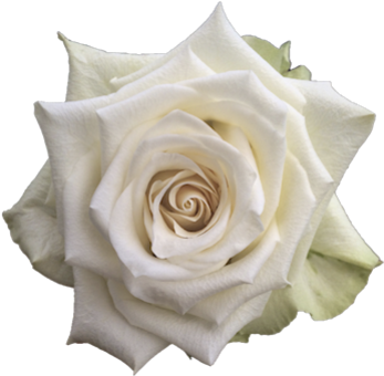 Adalonia R Gr Single Head Rose - Single White Rose Png (500x375)
