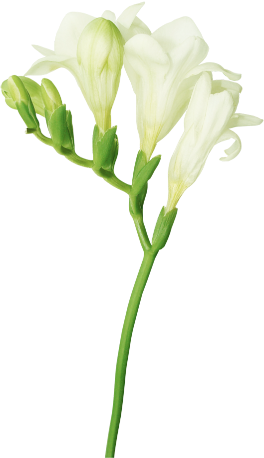 Freesia - Freesia Flower Transparent Background (560x928)