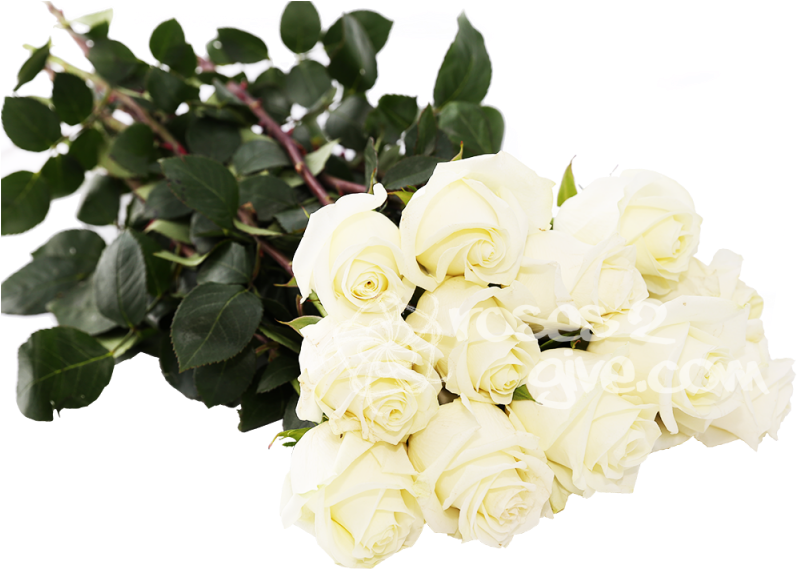 White Dozen Roses In Affordable Cost In Usa Exclusive - Garden Roses (800x800)