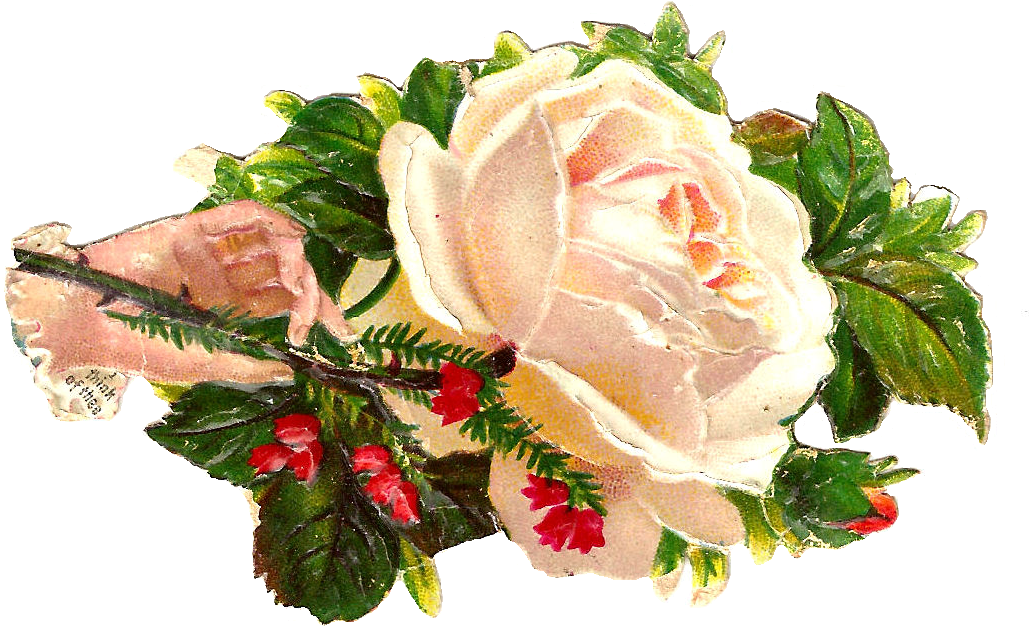 This Is A Beautiful White Rose Clip Art Of A Victorian - Garden Roses (1312x912)