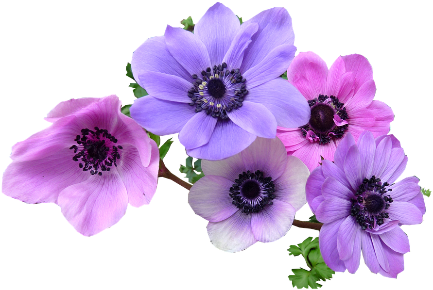 Anemone Flower Cliparts 6, Buy Clip Art - Anemone Png (960x616)