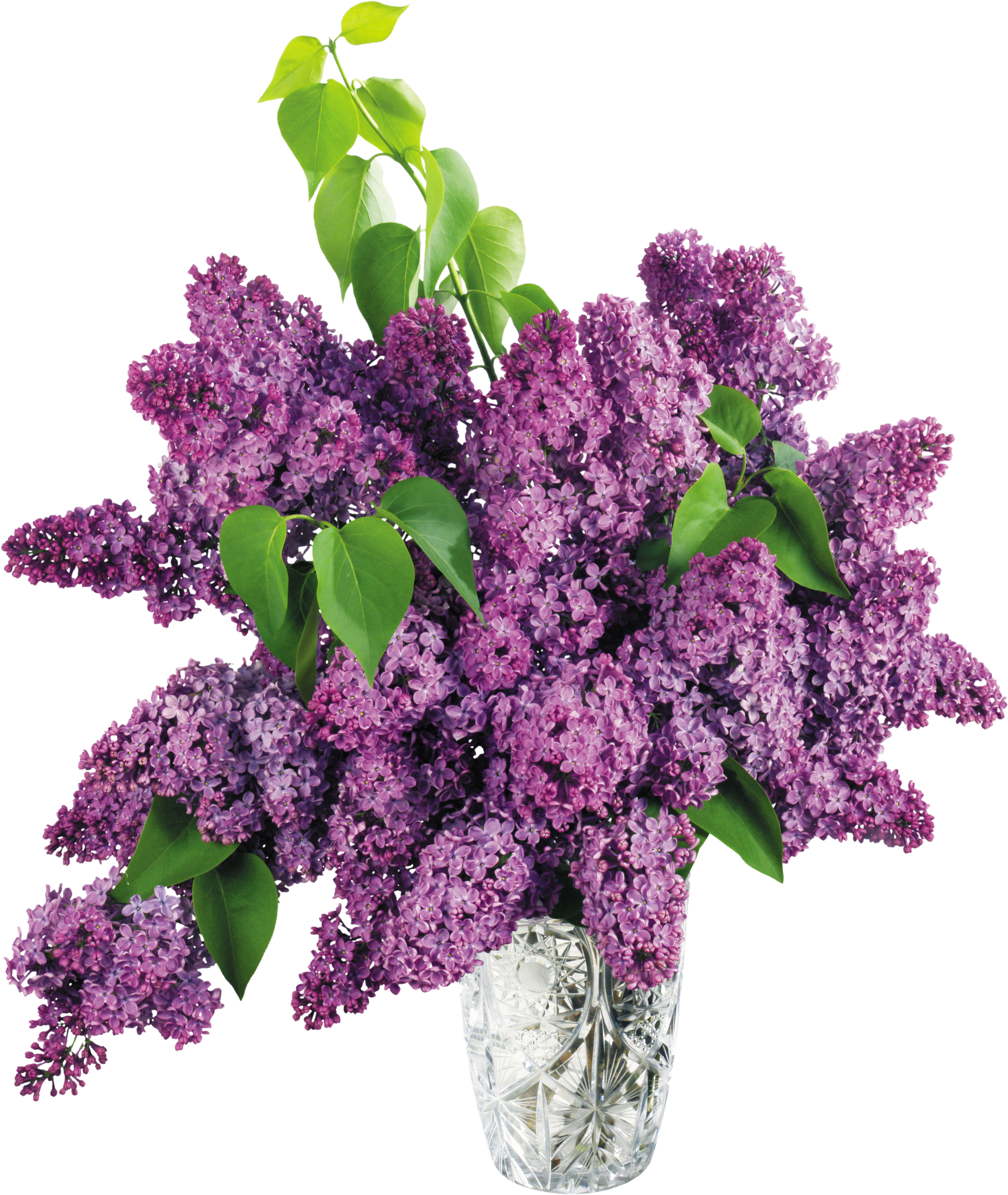 Vase Clipart Violet - Purple Lilacs In A Vase (3020x3536)