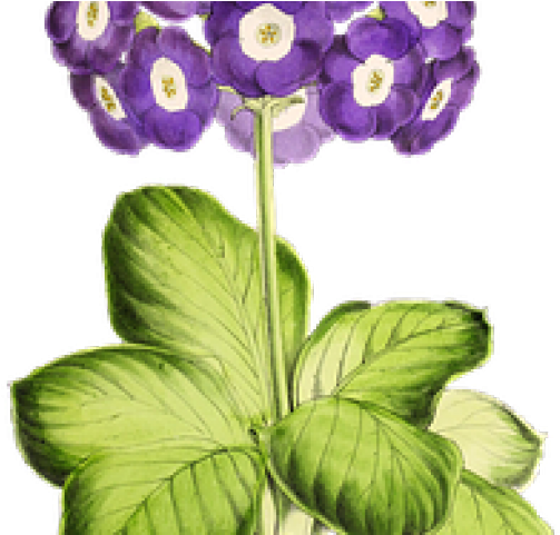 Violet Clipart Primrose Flower - Vintage Plants Png (640x480)