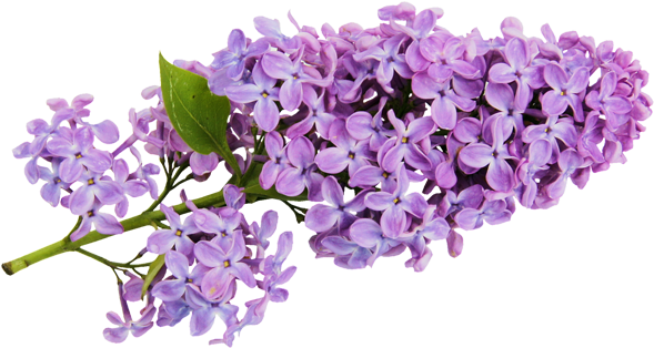 Transparent Lilac Clipart - Lilac Flower Clip Art (600x318)