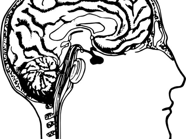 Brains Clipart Body - Human Brain Line Art (640x480)