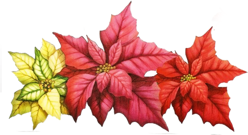 Imágenes De Flores De Navidad - Papel Para Arte Francesa (500x286)