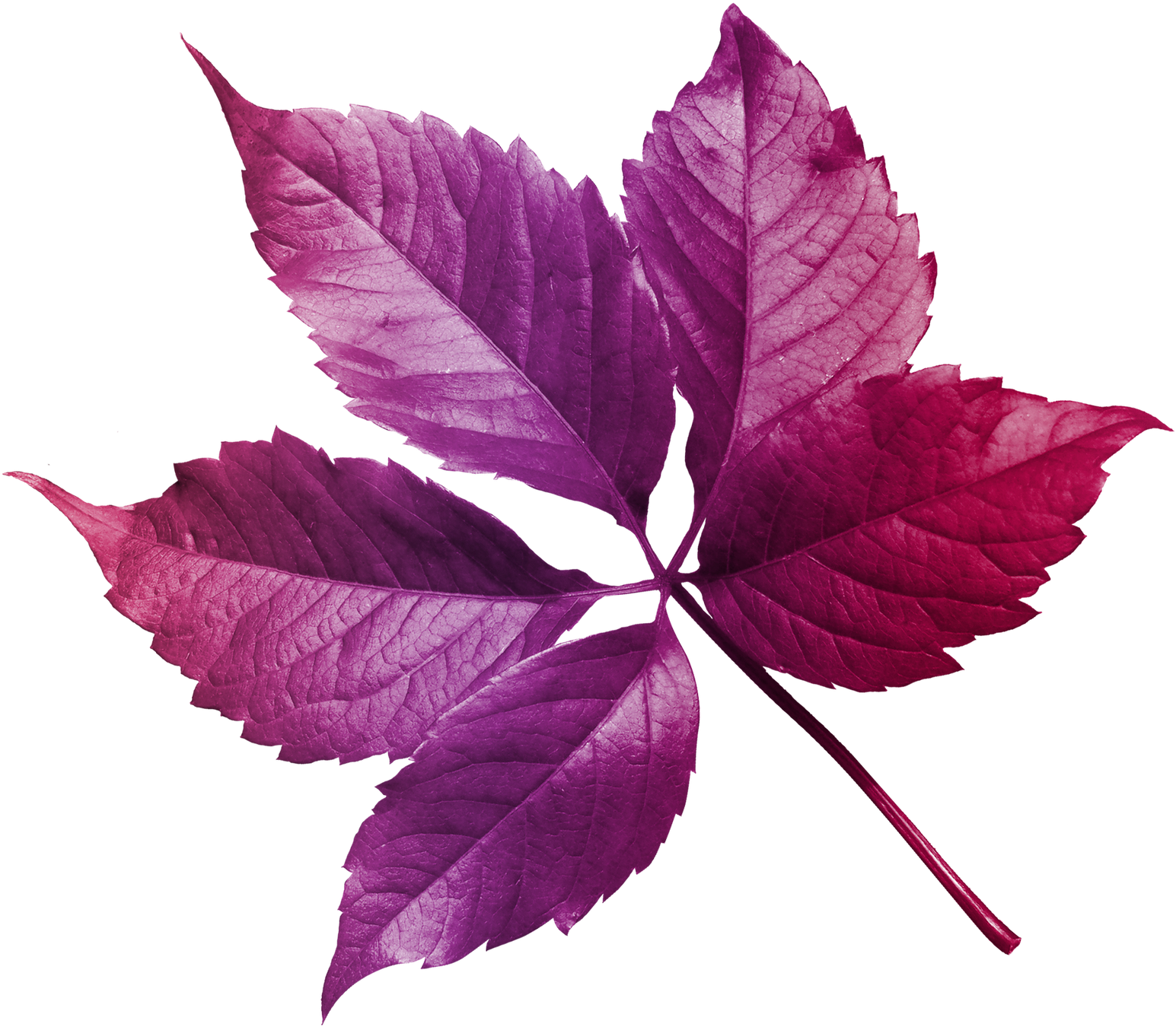 Hojas Y Flores Png - Tribute To R.m. (surreal Abstract) Samsung Galaxy S5 (1600x1600)