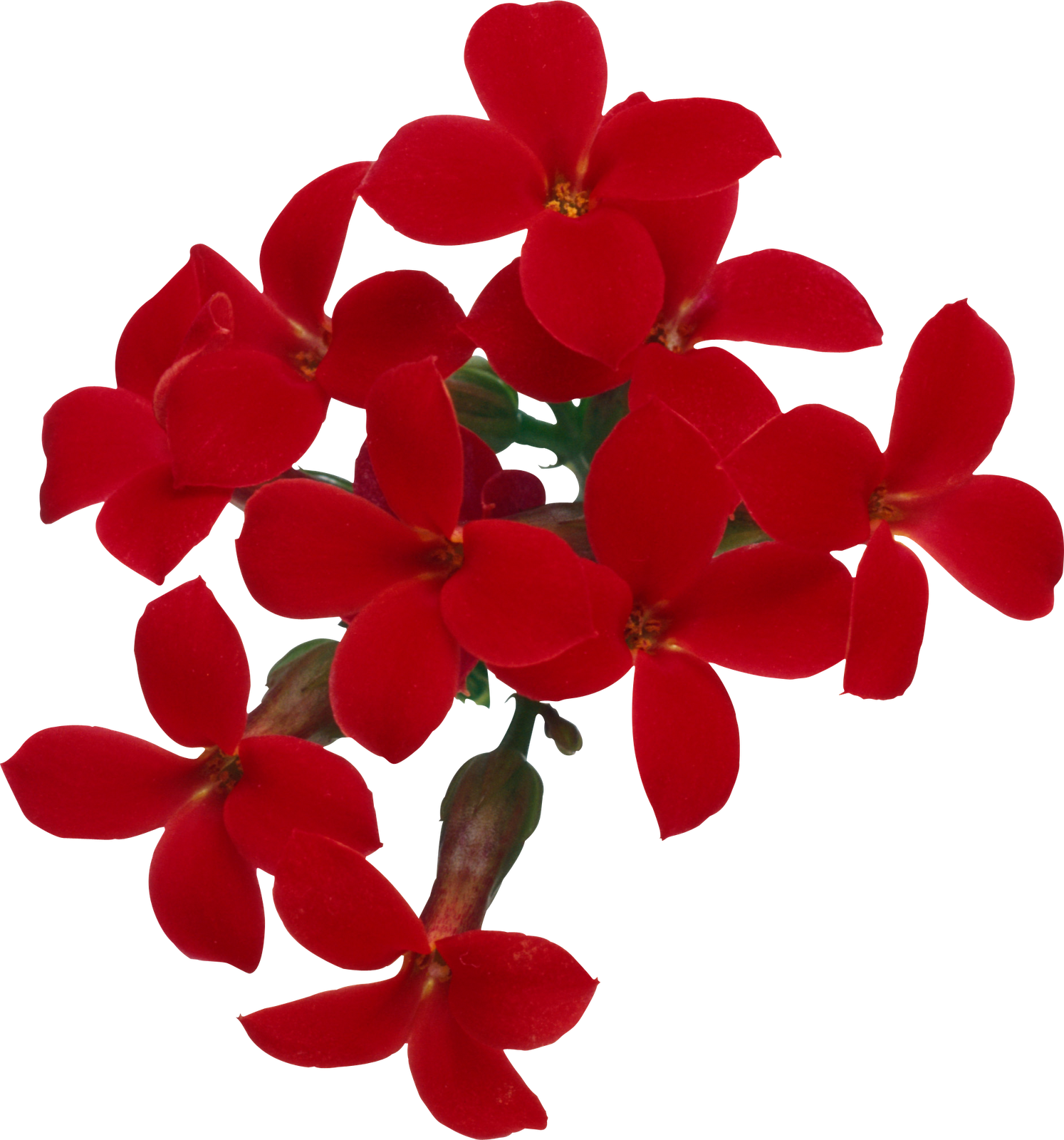 Flores Png Ramos Etc Renders With Ramos De Flores Rojas - Dibujos Flores Rojas Png (1494x1600)