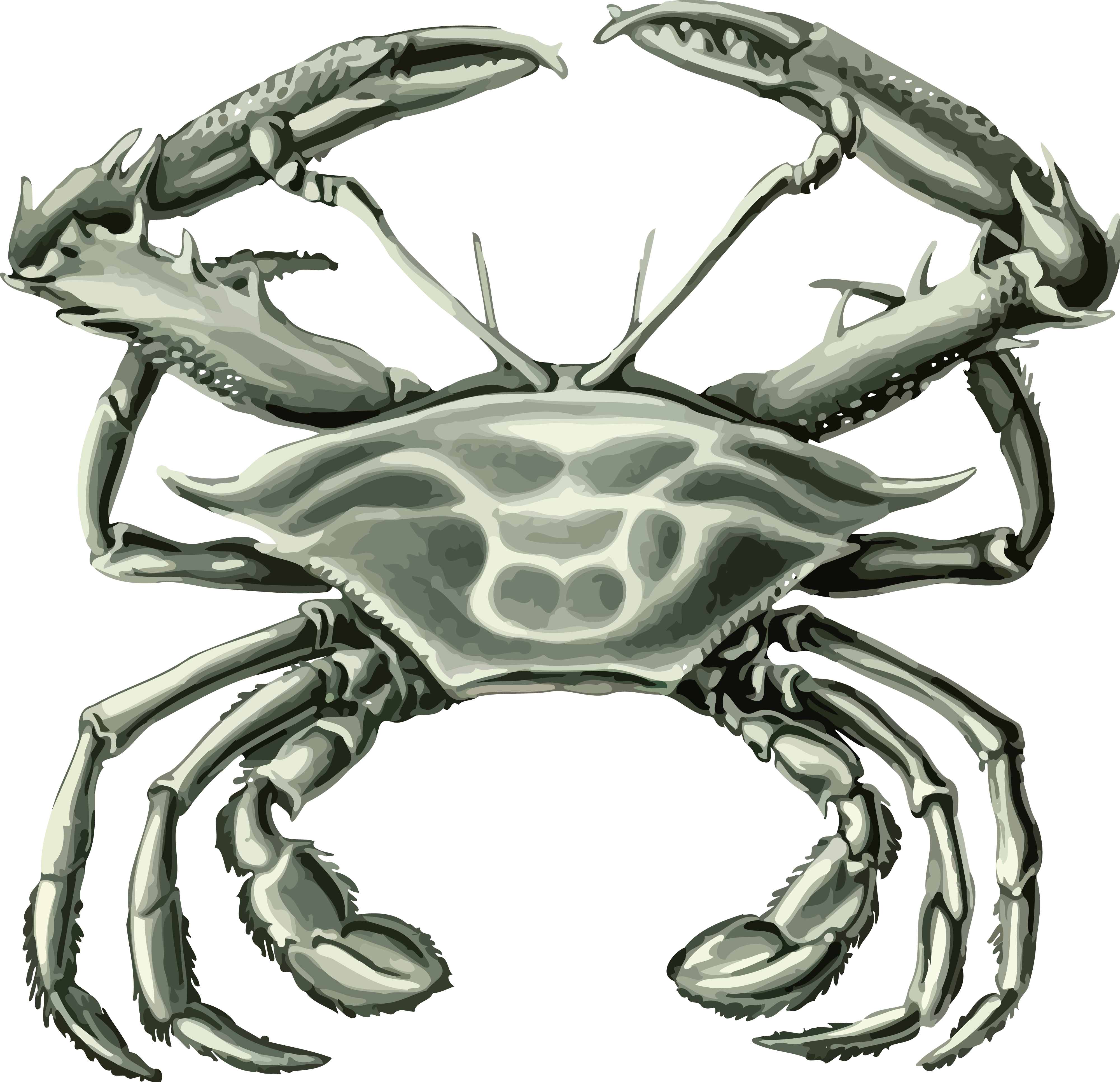 Free Clipart Of A Crab - Free Crab Svg File (4000x3865)