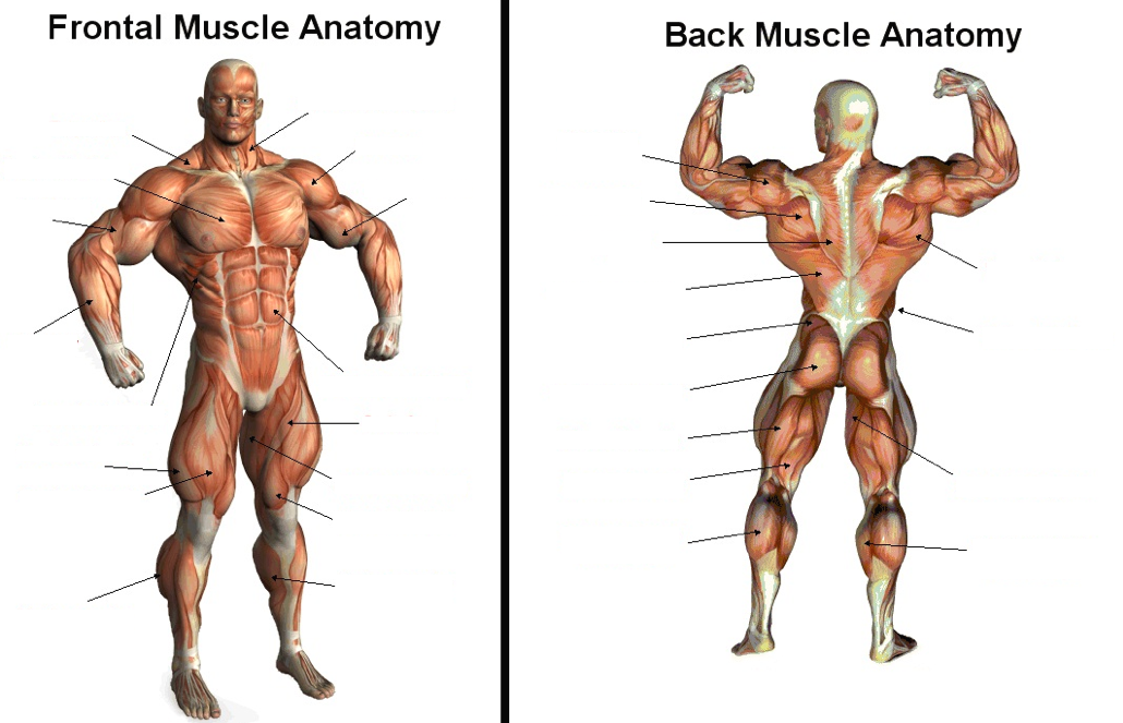 Muscle Blank Diag Ant -posterior - Muscles In The Human Body (1030x663)