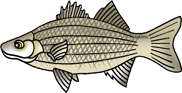 State Fish Of Oklahoma - Sole (648x345)