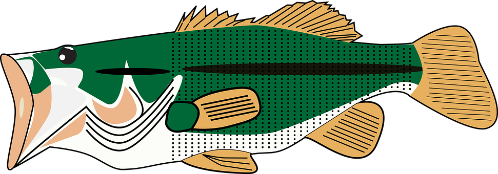 Due Diligence Basy, Basa, Základní, Ryby - Fish (971x340)