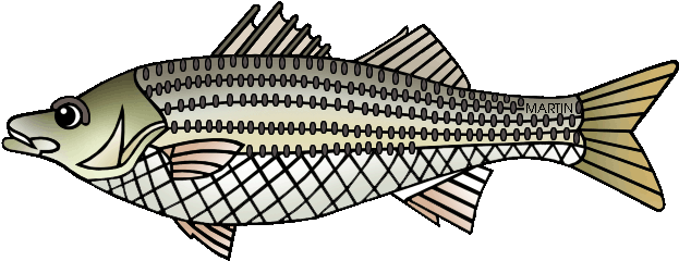 Free United States Clip Art By Phillip Martin, South - Wrasses (648x268)
